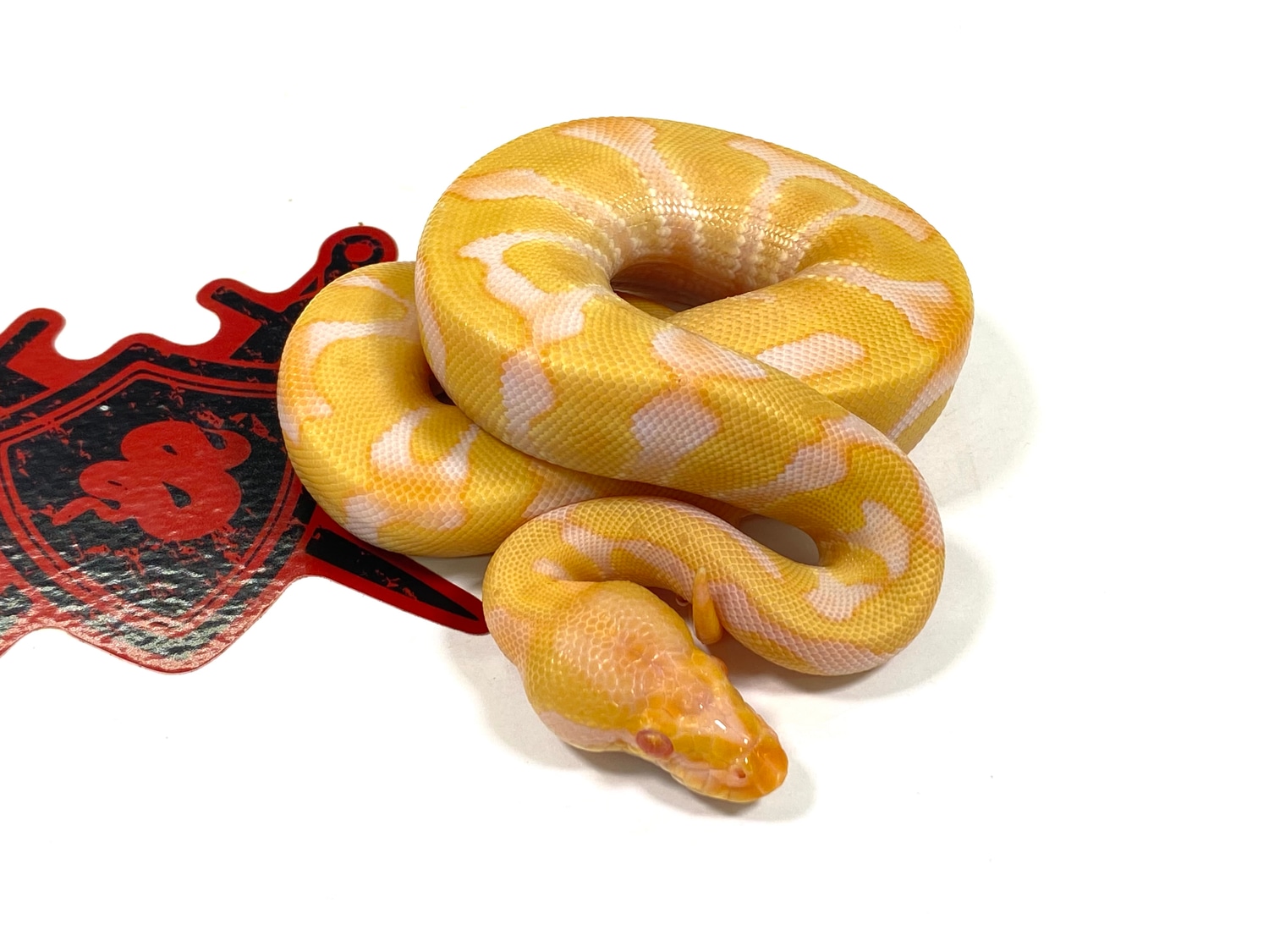 Enchi Albino Ball Python by Ectothermic Dungeon MorphMarket