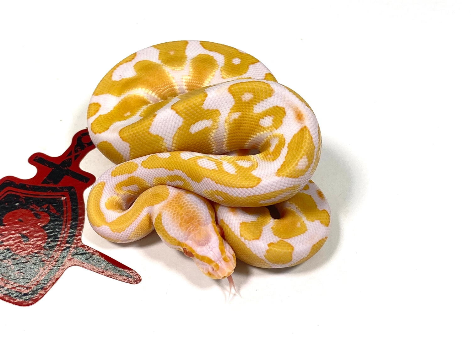 Albino Ball Python by Ectothermic Dungeon MorphMarket