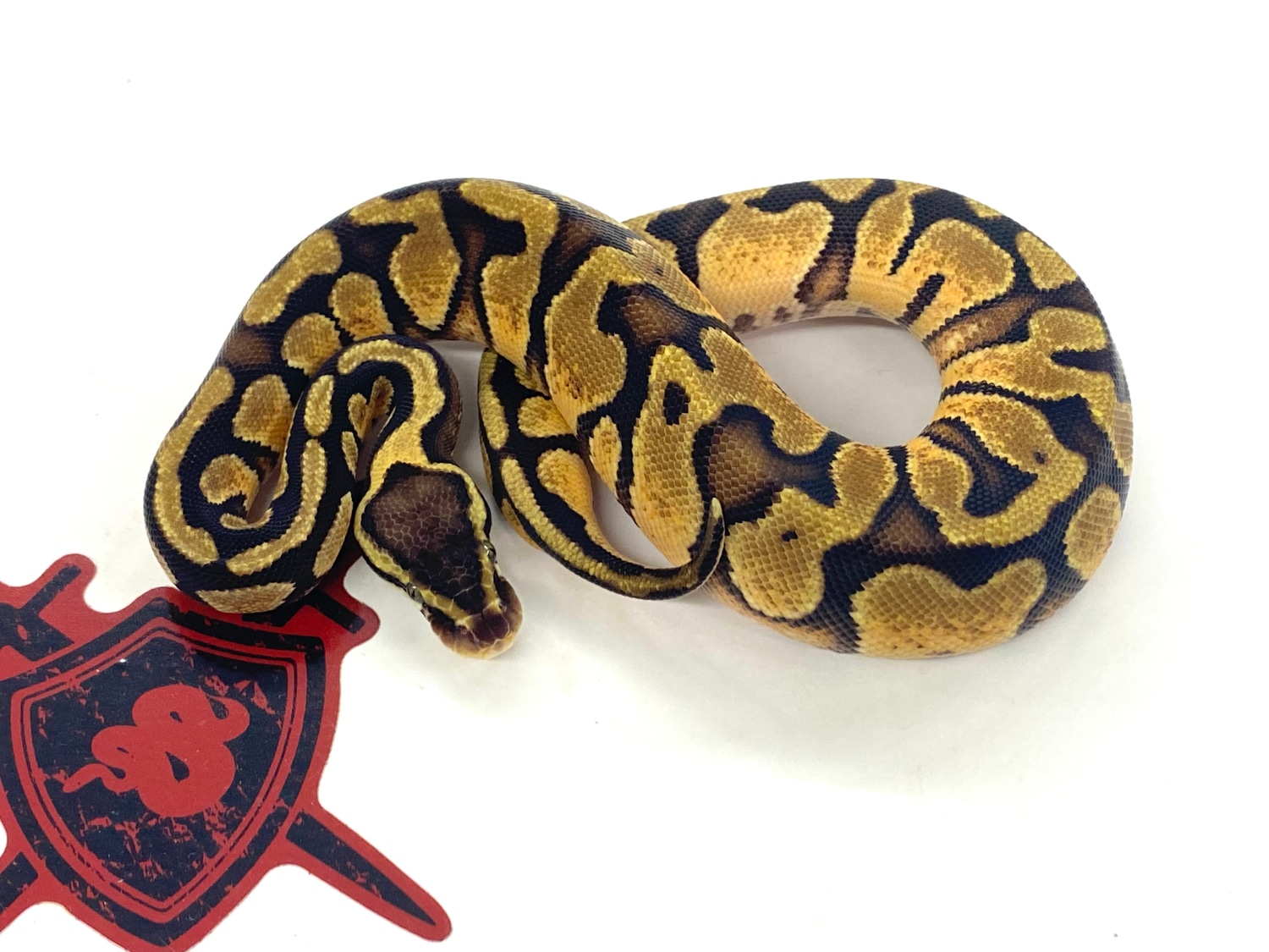 Pastel Enchi Yellowbelly 100% Het Hypo Ball Python by Ectothermic ...