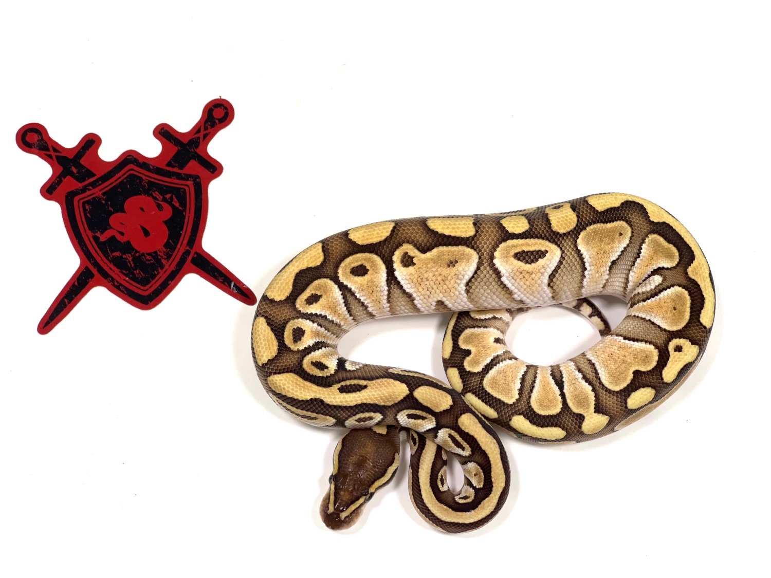 Lesser H. TSK Axanthic Ball Python by Ectothermic Dungeon MorphMarket