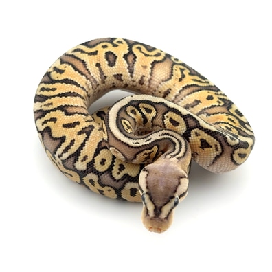 Super Pastel Hidden Gene Woma Granite Yellow Belly Het Tsk