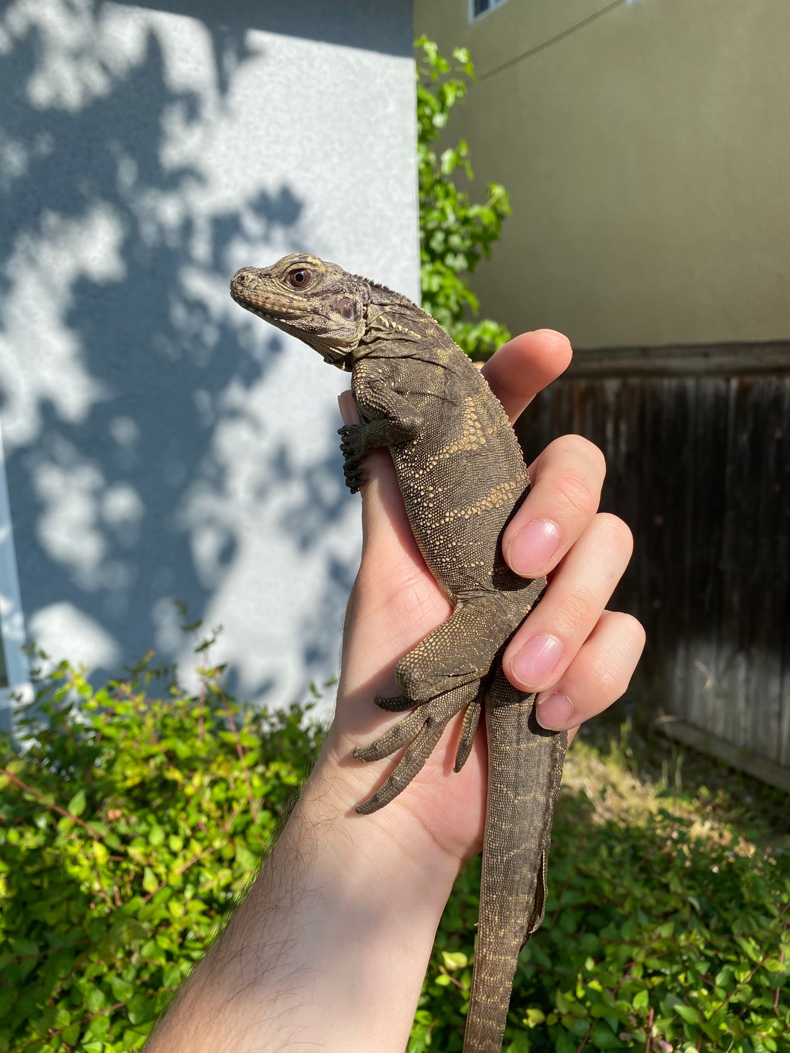 Hydrosaurus Microlophus Indonesian Giant Sailfin Dragon More Lizard by