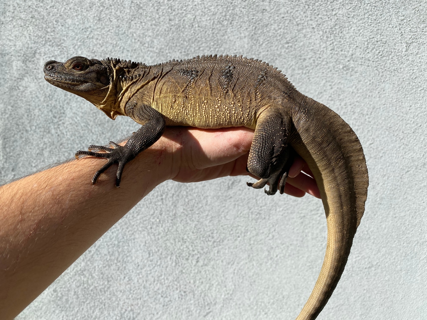 LTC Indo Giant Sailfin Dragon Hydrosaurus Microlophus by Total Fauna