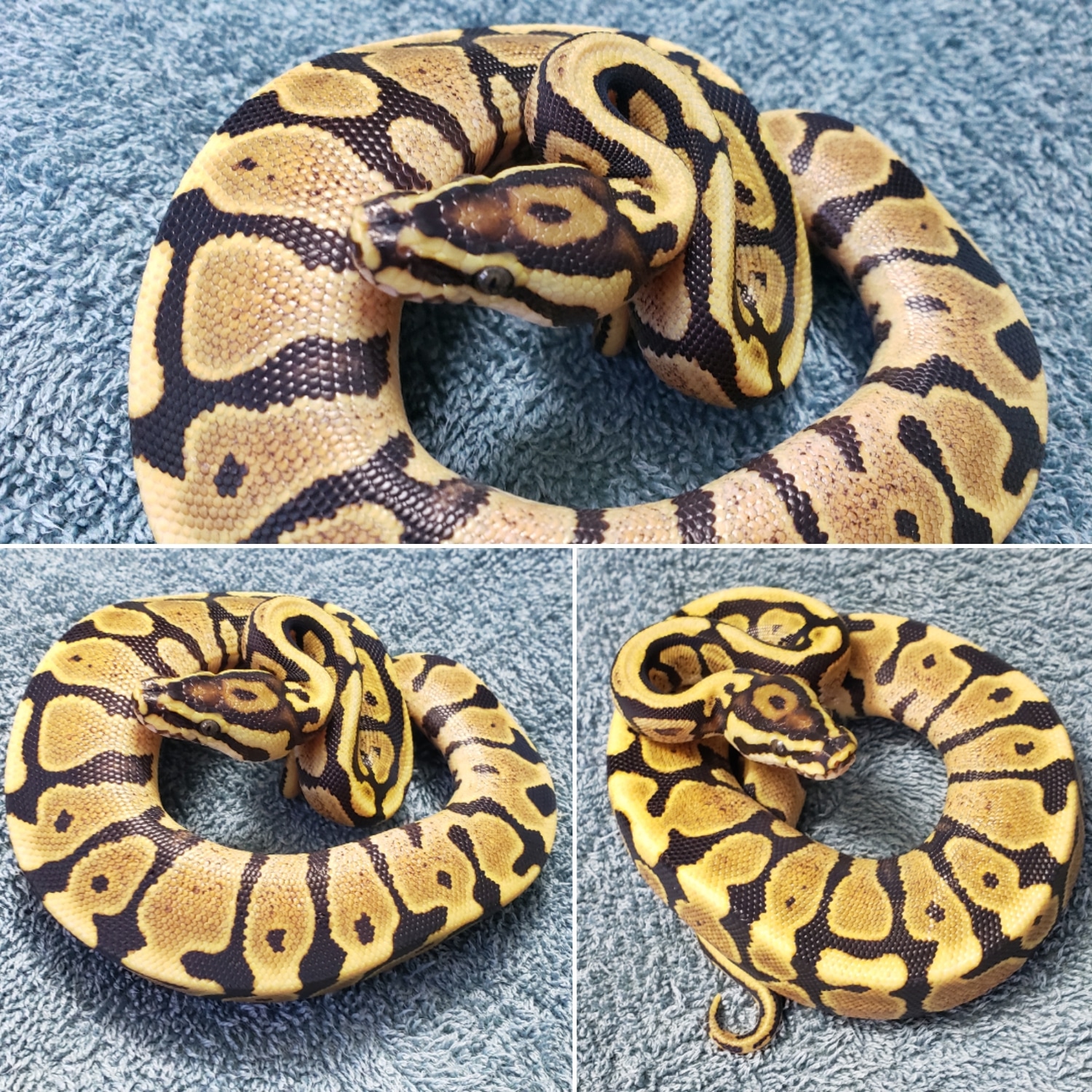 Fire Spotnose Ball Python by Massacre's Morphs - MorphMarket