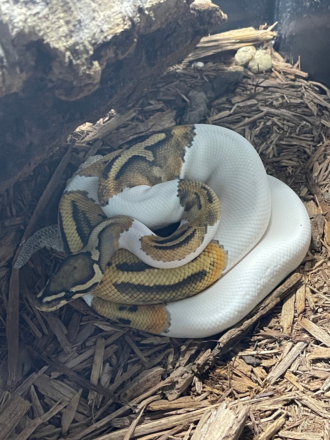 Ghost Piebald Ball Python by Jen’s pythons and boas MorphMarket