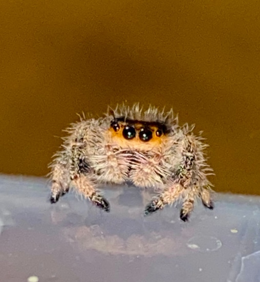 I6 Phiddipus Regius Jumping Spider by Regal Jumping Buddies
