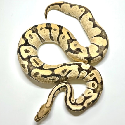 Orange Dream Desert Ghost Ball Python