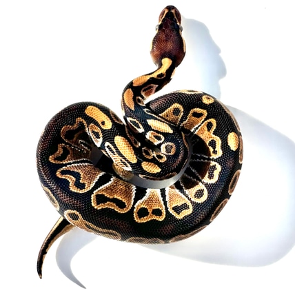 Double Het Ultramel Tristripe Ball Python
