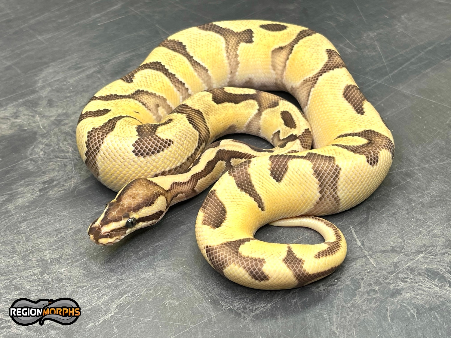 OD Enchi Fire Ball Python by Region Morphs - MorphMarket