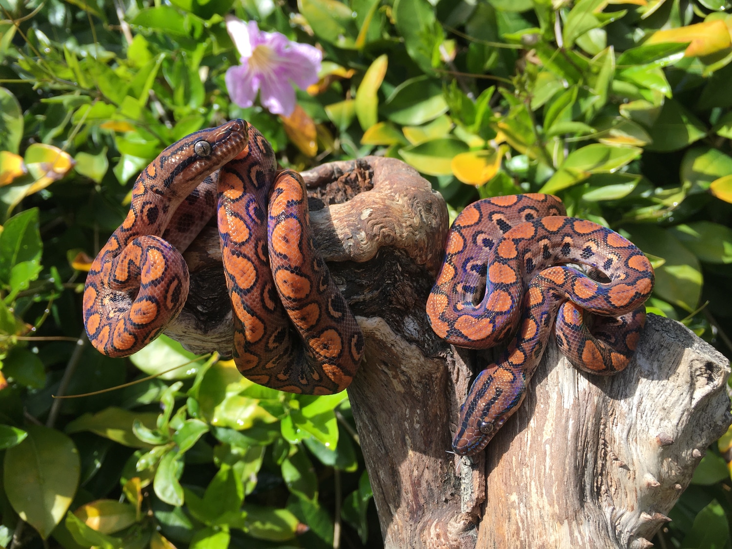 Brazilian Rainbow Boa by Ōna’s Exotics MorphMarket