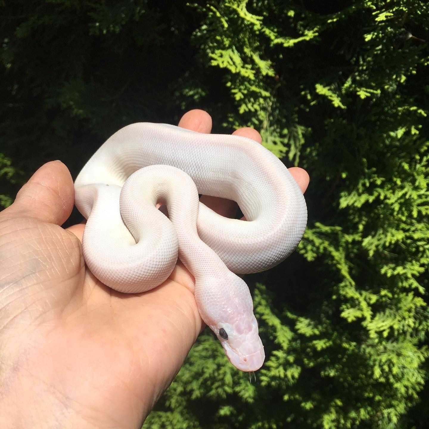 Blue Eyed Leucistic Ball Python by Ōna’s Exotics - MorphMarket