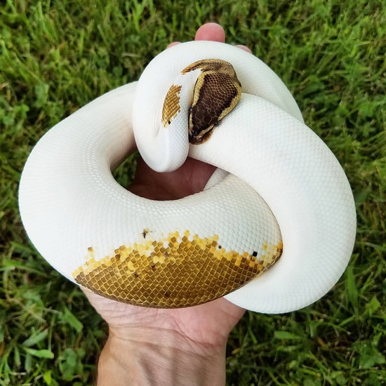 Genex Ball Python Pastel Yellowbelly GeneX Pied Ball Python by Rehker Reptiles