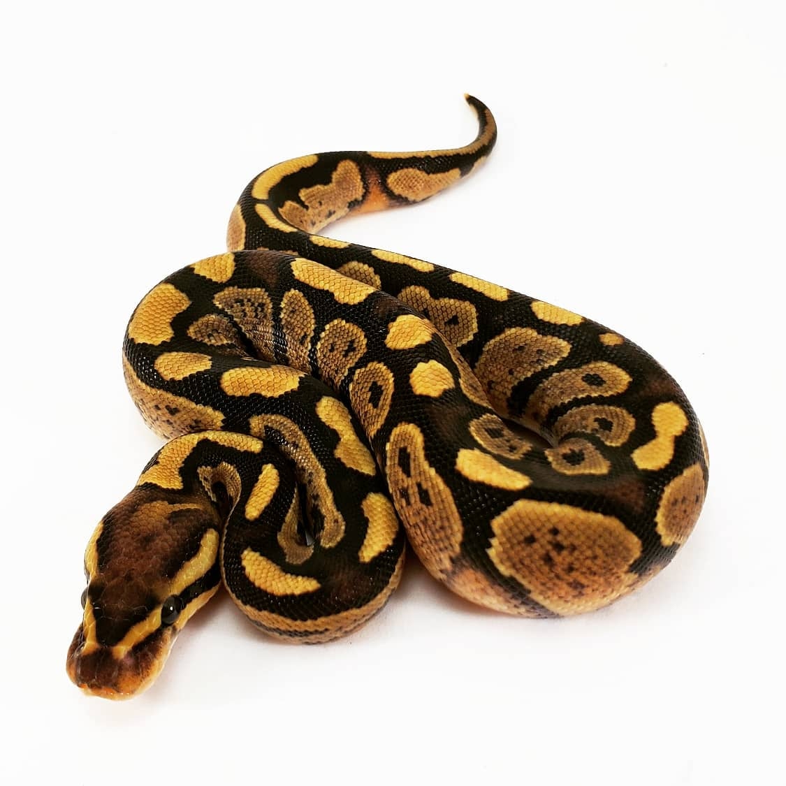Fire Ringer Ball Python by Rehker Reptiles - MorphMarket