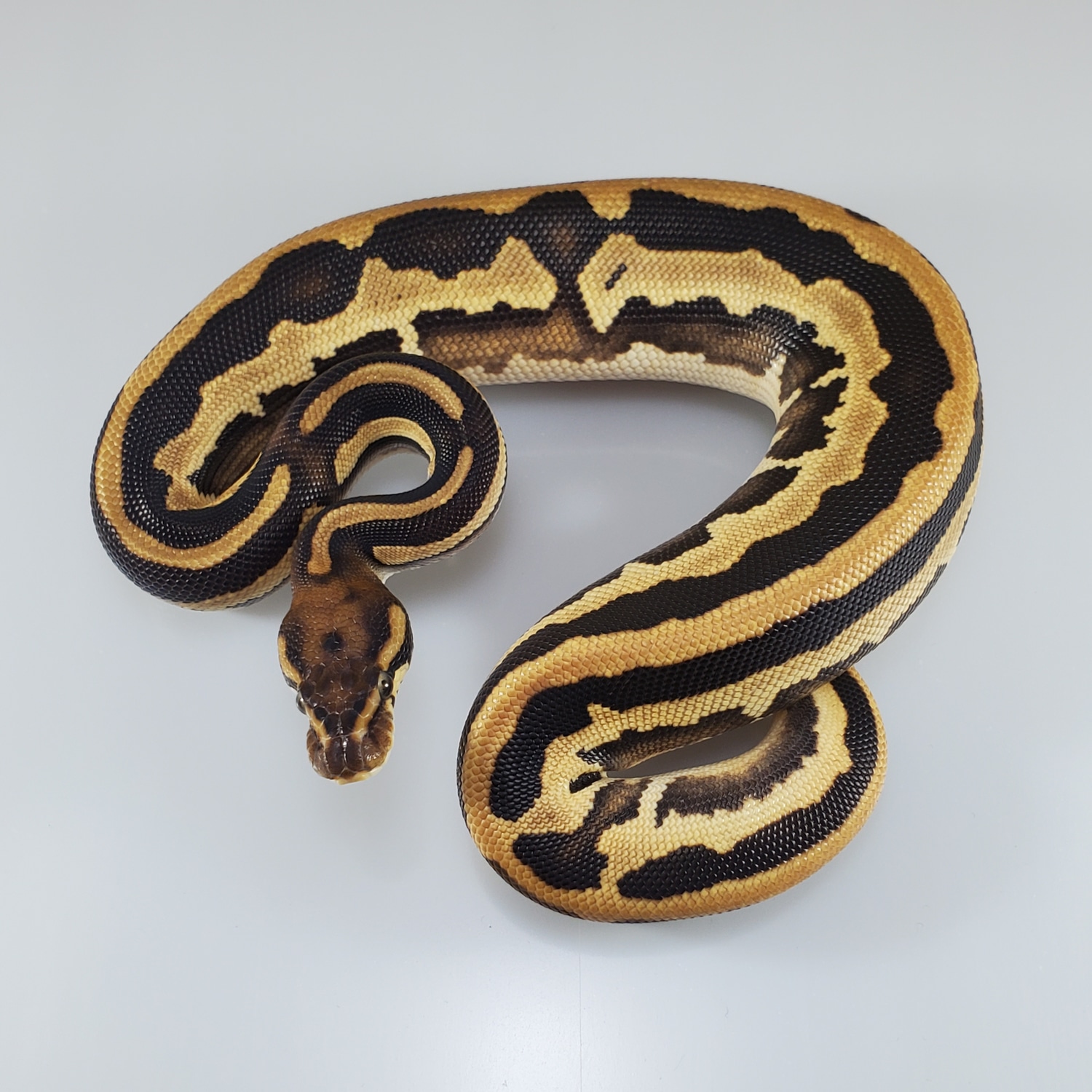 Leopard Mystic Orange Dream 100% Het Pied Ball Python by Rehker ...