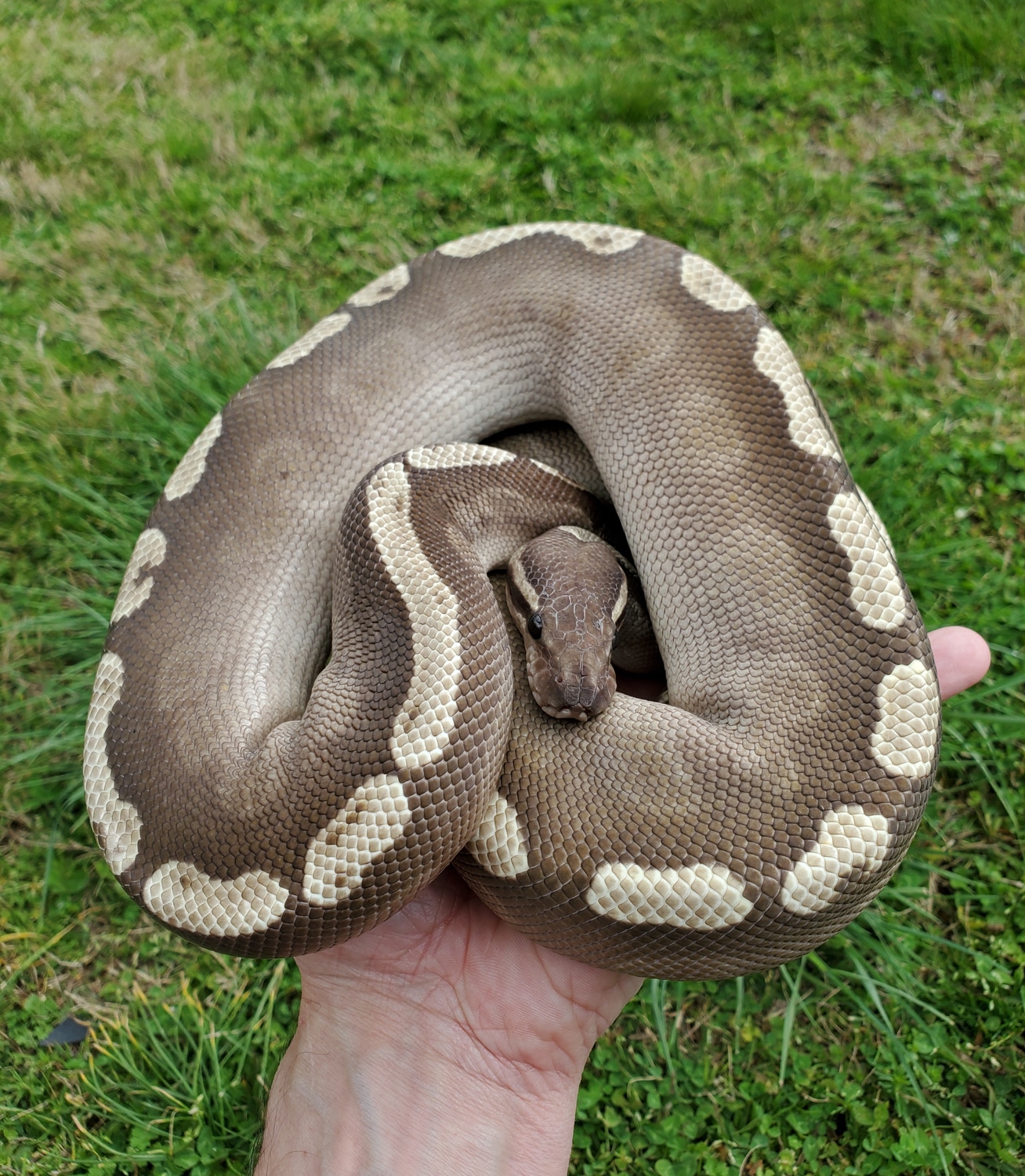 Proven Black Pastel GHI Mojave 100% Het Clown Ball Python by Rehker ...
