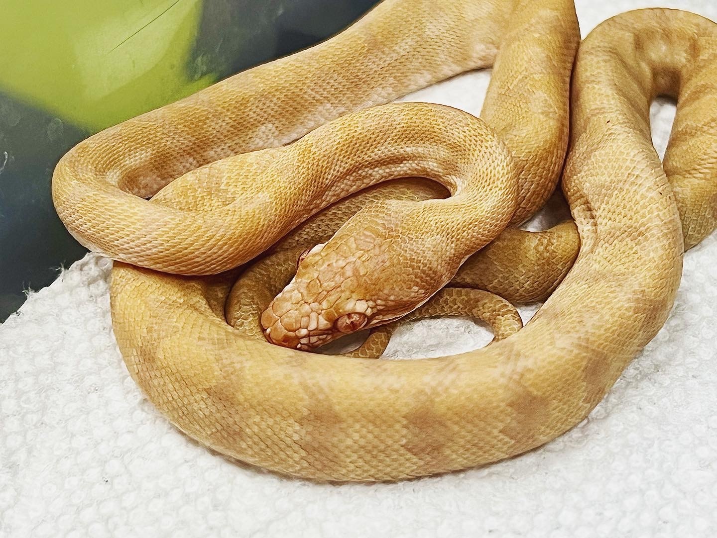 / Jungle Albino Carpet Python Darwin Carpet Python by Reigning Reptiles