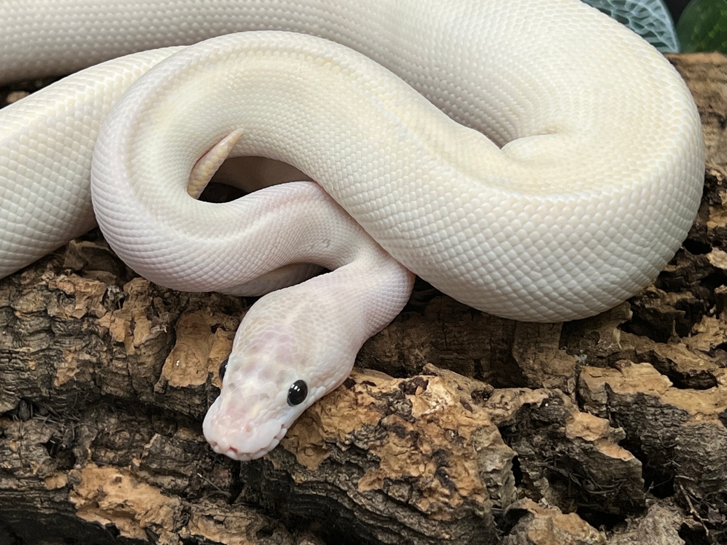 Ivory Pastel Ball Python by Reigning Reptiles, LLC - MorphMarket