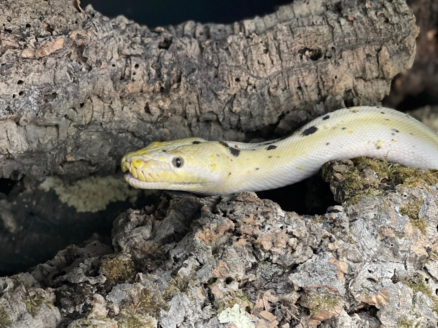 Calico Cow Reticulated Python by Reigning Reptiles, LLC - MorphMarket