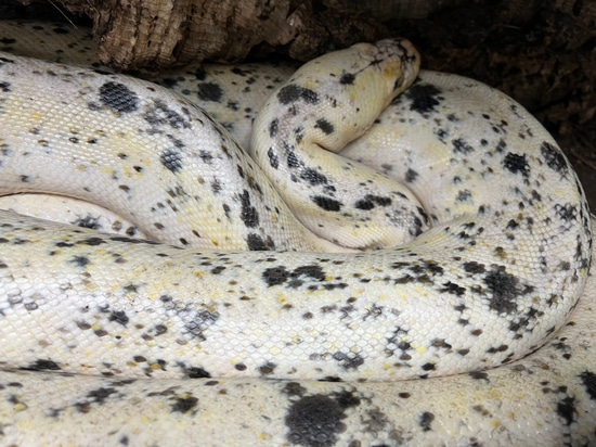 Calico Cow Reticulated Python by Curious Pets and Curiosities, Inc