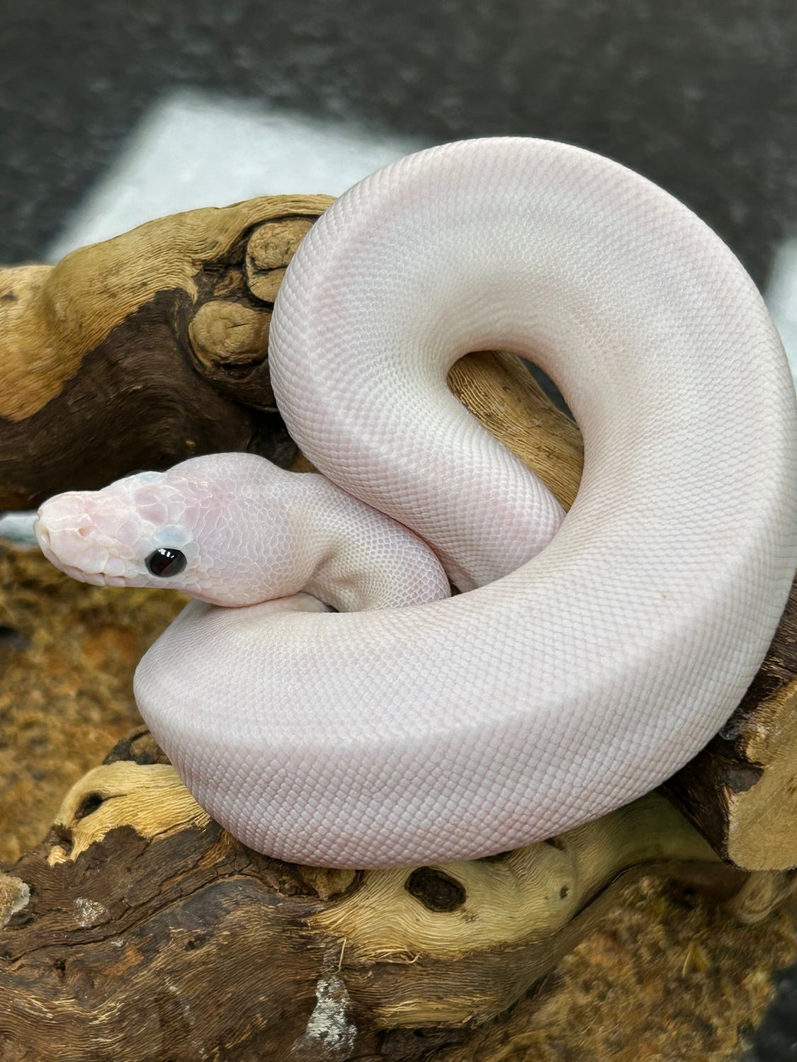 White Wedding / Spider Pied Ball Python by Curious Pets and Curiosities ...