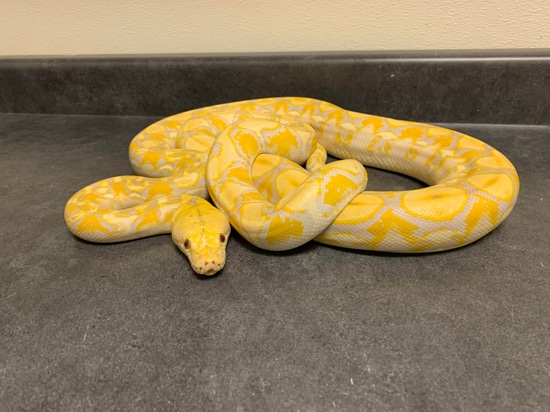 Young Lavender Albino Reticulated Python by Darth's Boas & Pythons