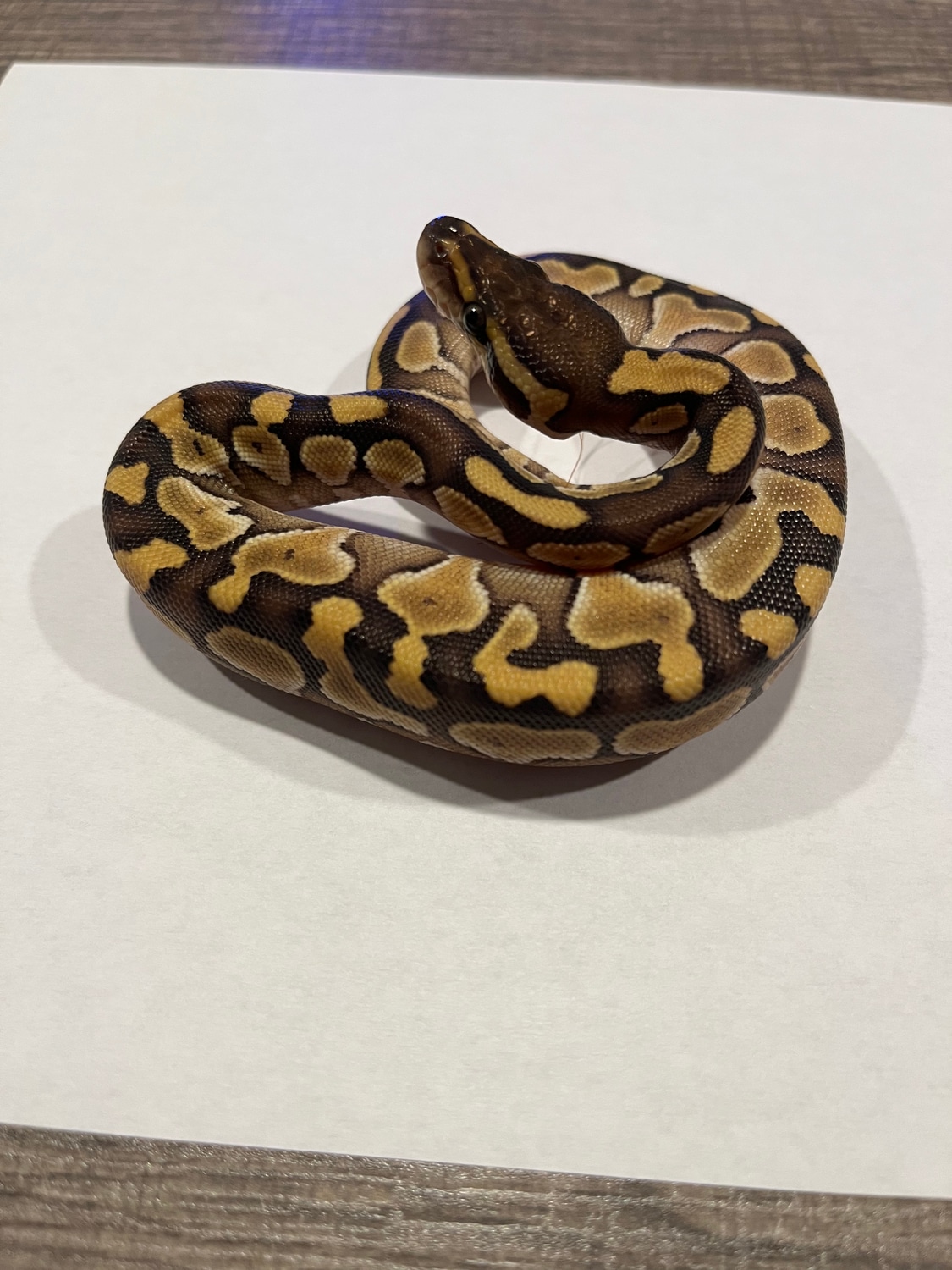 Lesser ball python by slither inn morphmarket