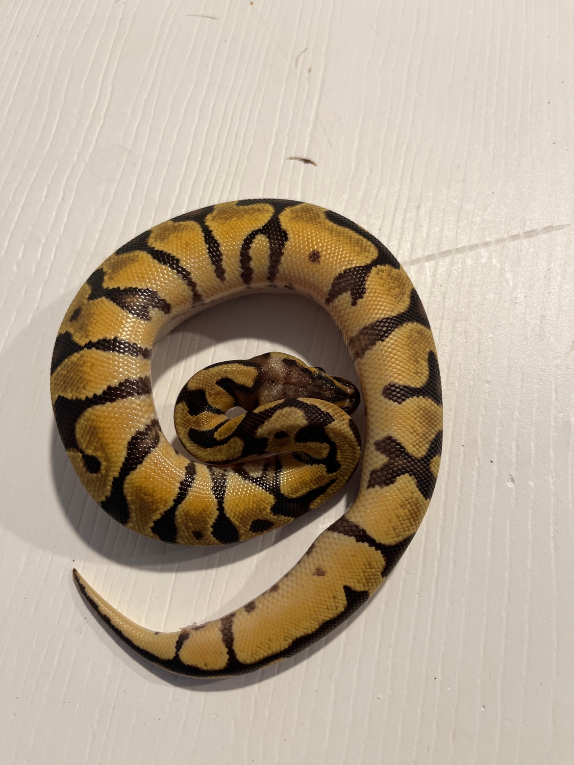 Pastel Fire Enchi Ball Python by Slither Inn - MorphMarket