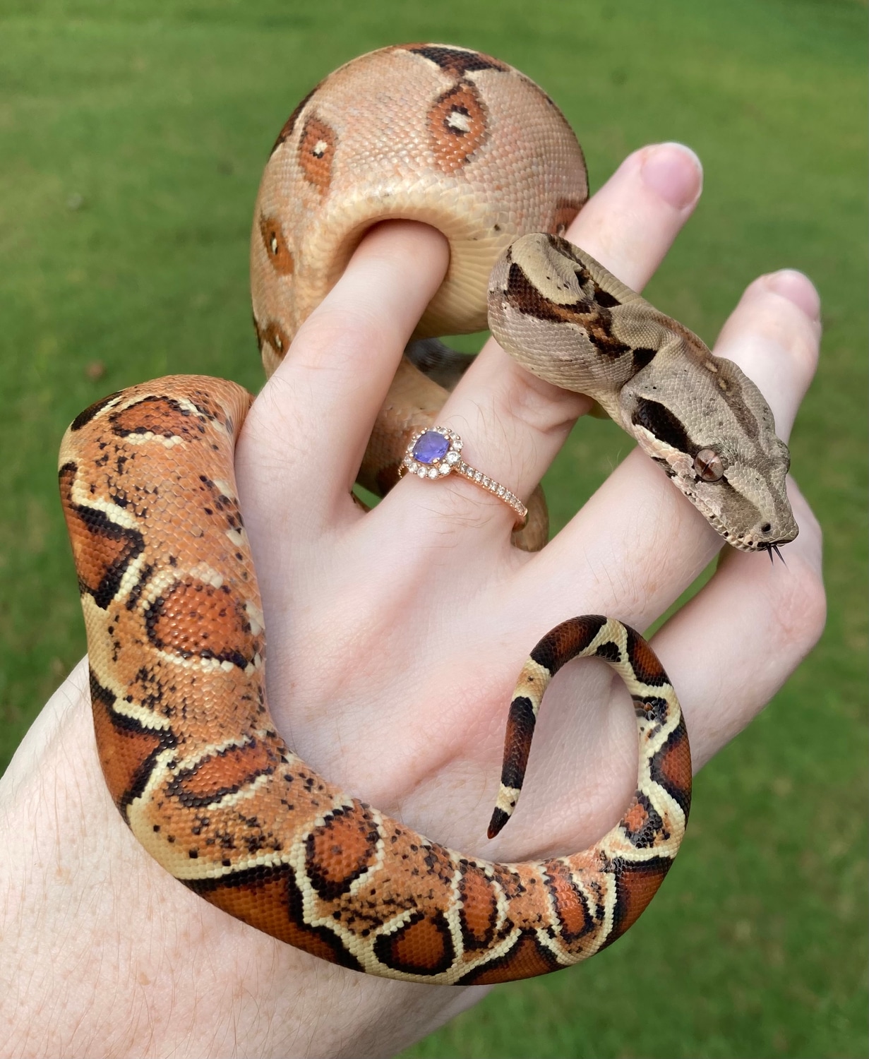 Jungle Raptor 100 VPI Boa Constrictor by Relic Boas LLC MorphMarket