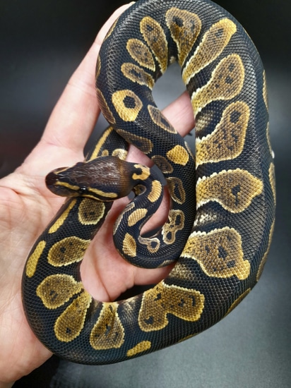 Mahogany Ball Python by Kings&Royals