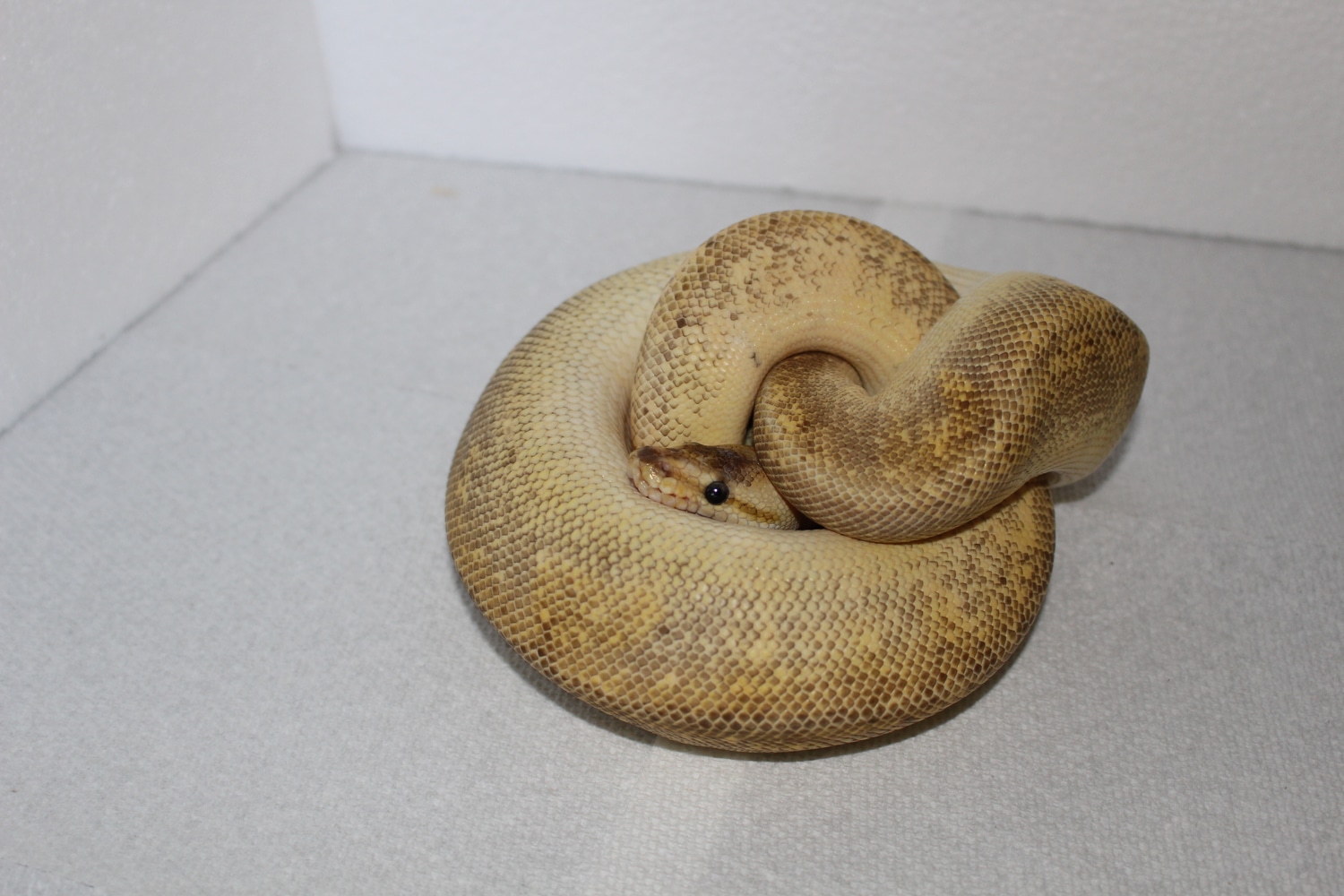 Super Pastel Champagne Ball Python by Matzen's Morphs - MorphMarket