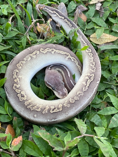 5 Gene! Black Pastel Vanilla Trick Mojave Pastel Ball Python by Matzen ...