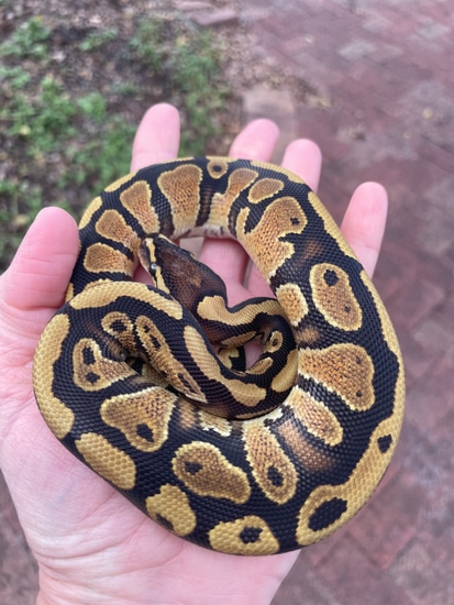 Spark Ball Python by Matzen's Morphs