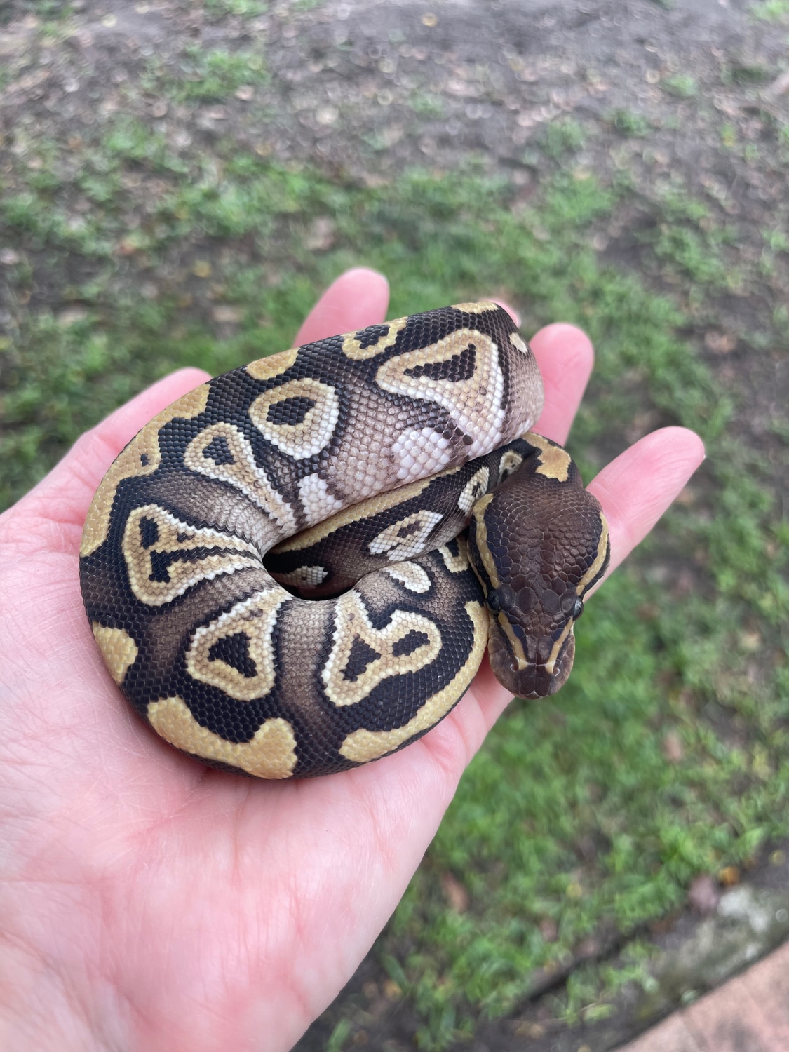 Female Mojave Ball Python by Matzen's Morphs MorphMarket