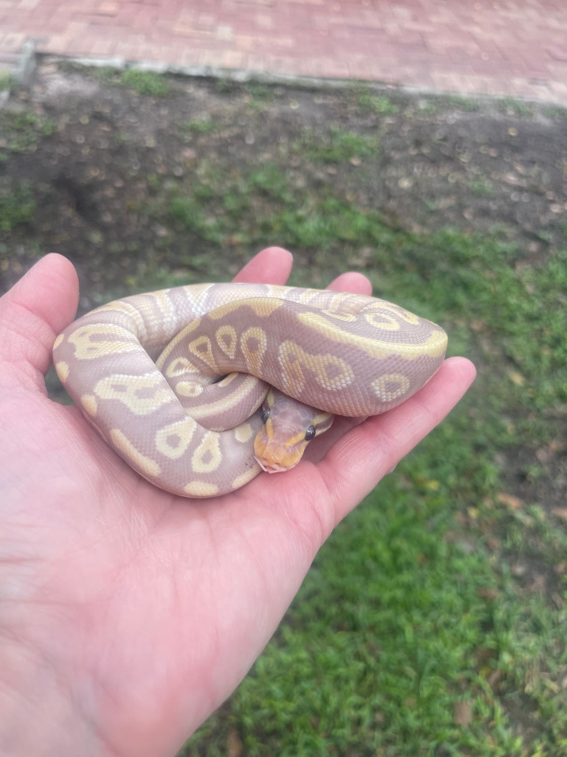 Female Mojave Banana Ball Python by Matzen's Morphs MorphMarket