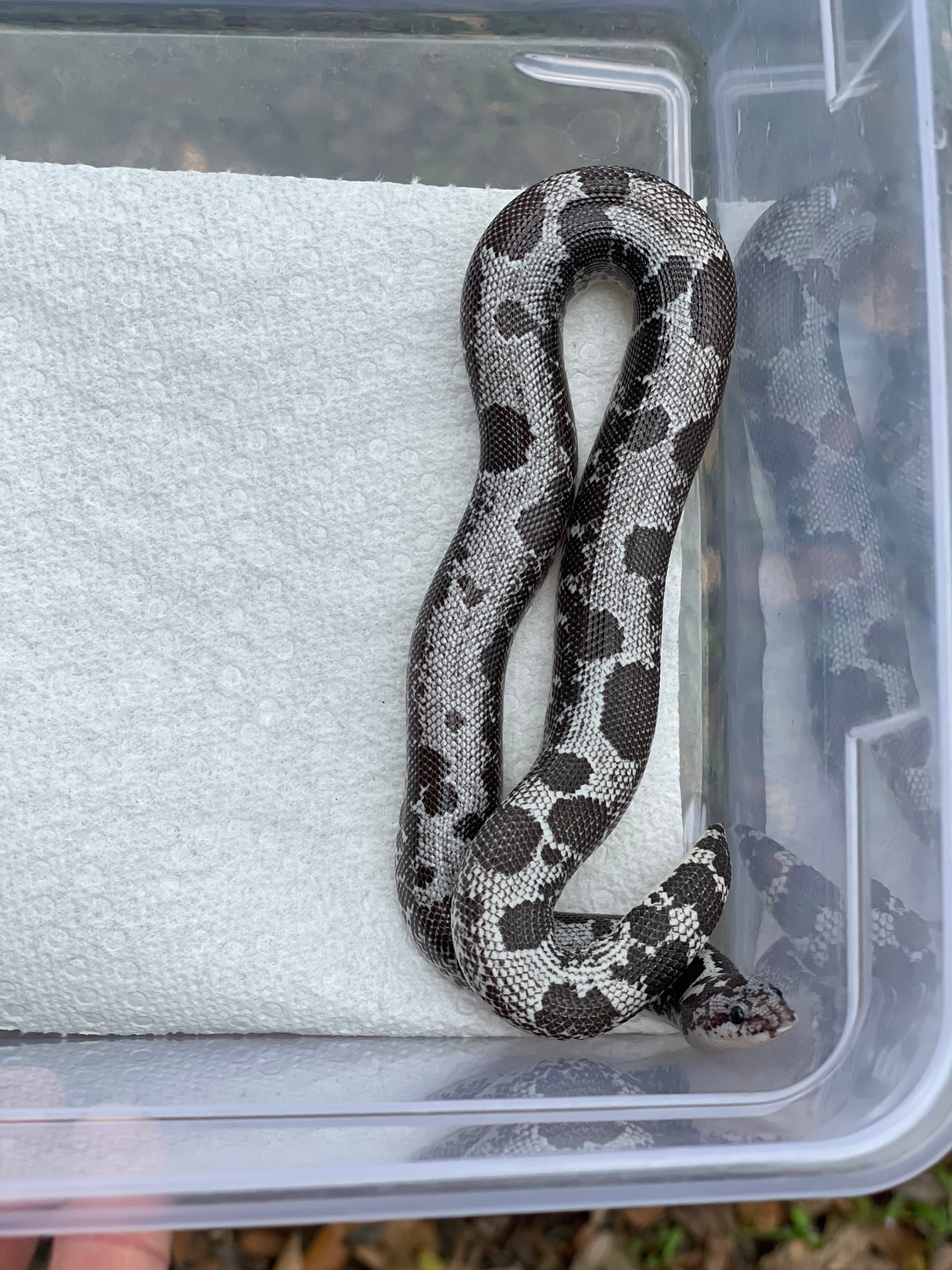 Splatter Anery Holdback Release Kenyan Sand Boa by Matzen's Morphs