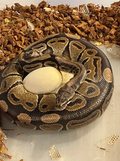 Proven Female Normal Ball Python by Matzen's Morphs