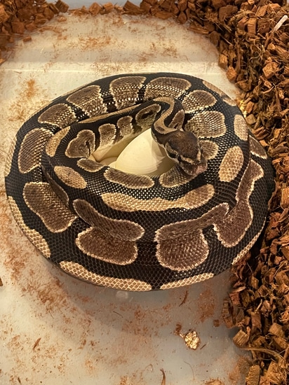 Proven Female Normal Ball Python by Matzen's Morphs