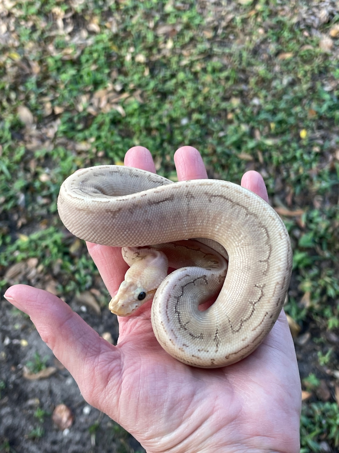 Bamboo Pinstripe Ball Python by Matzen's Morphs - MorphMarket