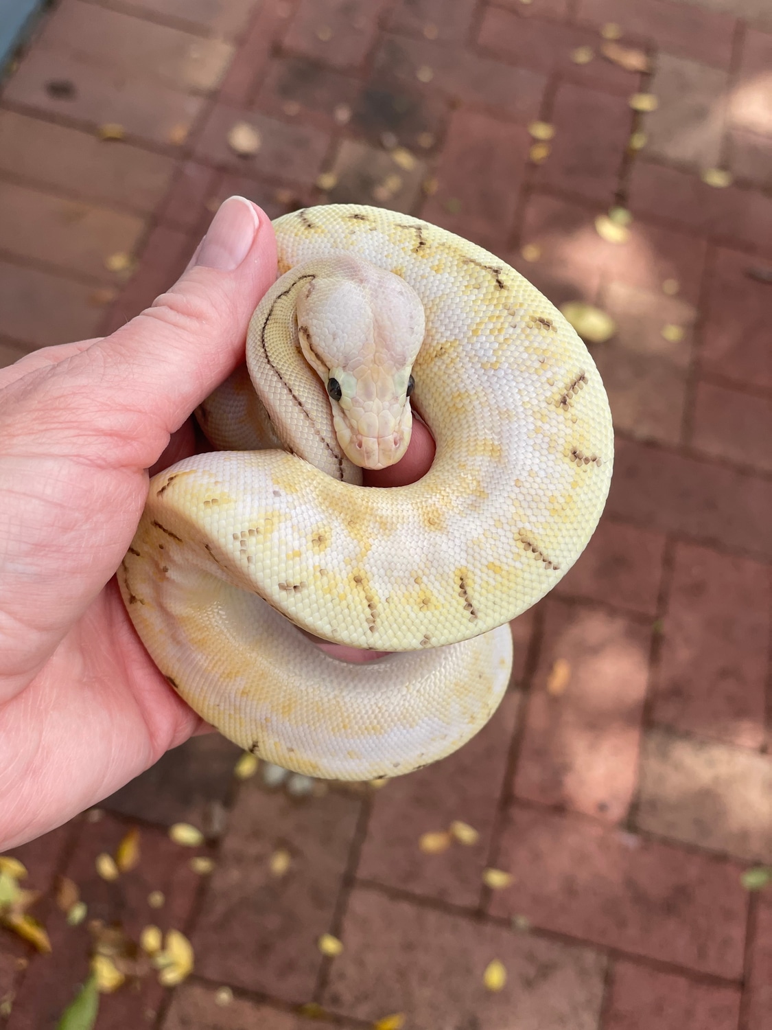 Super Pastel Spider Pinstripe Ball Python by Matzen's Morphs - MorphMarket