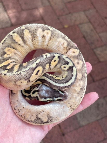 Calico Pastel Ball Python by Matzen's Morphs