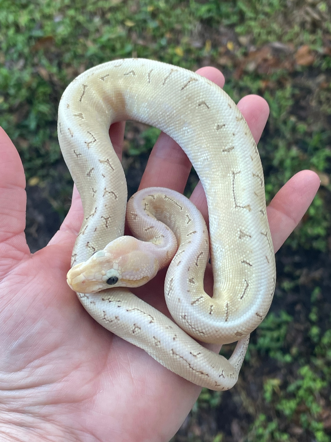 Bamboo Pinstripe Pastel Ball Python by Matzen's Morphs - MorphMarket
