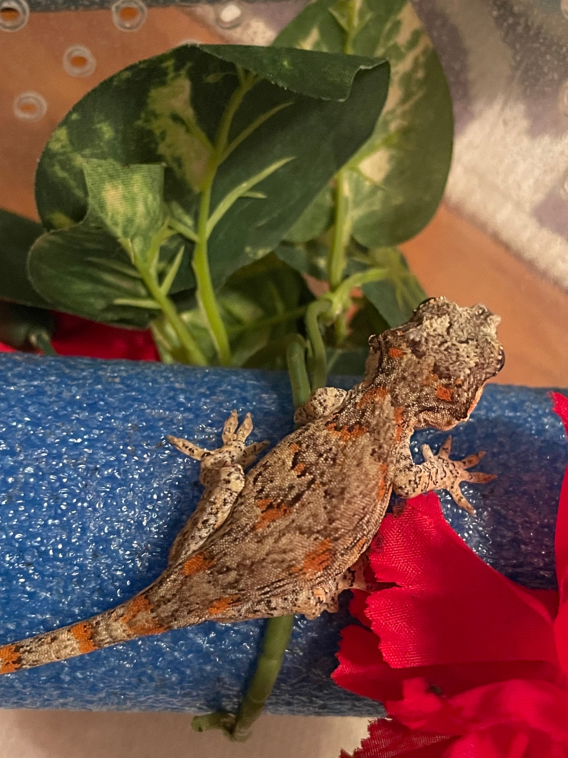 Orange Blotch Reticulated Gargoyle Gecko by Matzen's Morphs MorphMarket