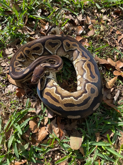 Proven Female Cinnamon Ball Python by Matzen's Morphs