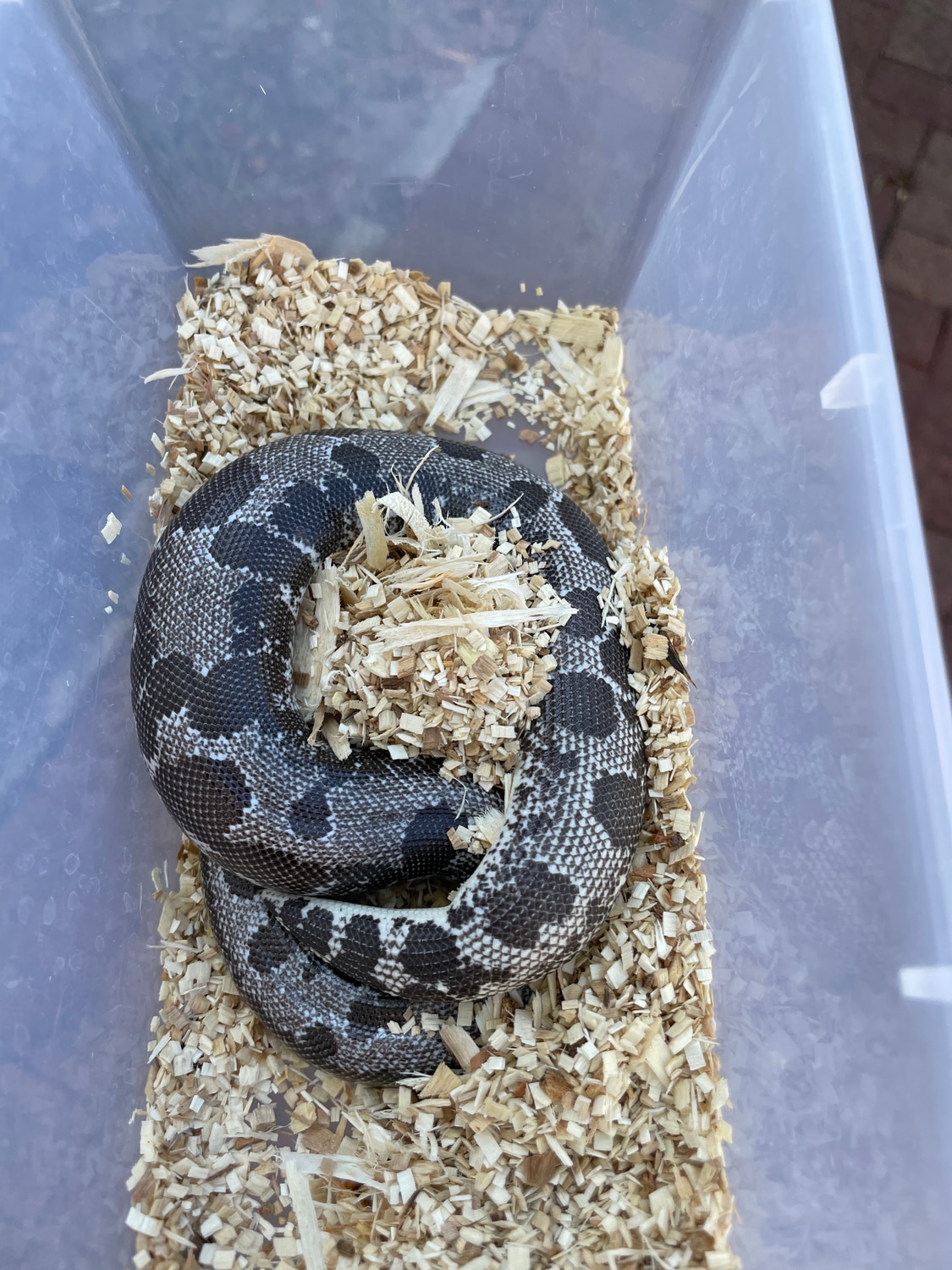 Splatter Anery Holdback Release Kenyan Sand Boa by Matzen's Morphs