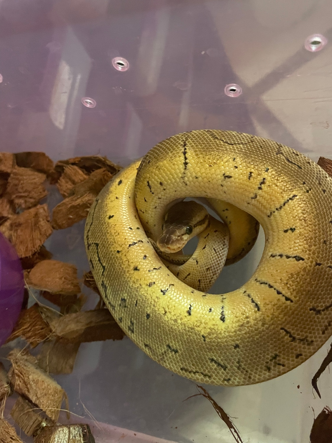 Lemon Blast Ball Python by Matzen's Morphs - MorphMarket