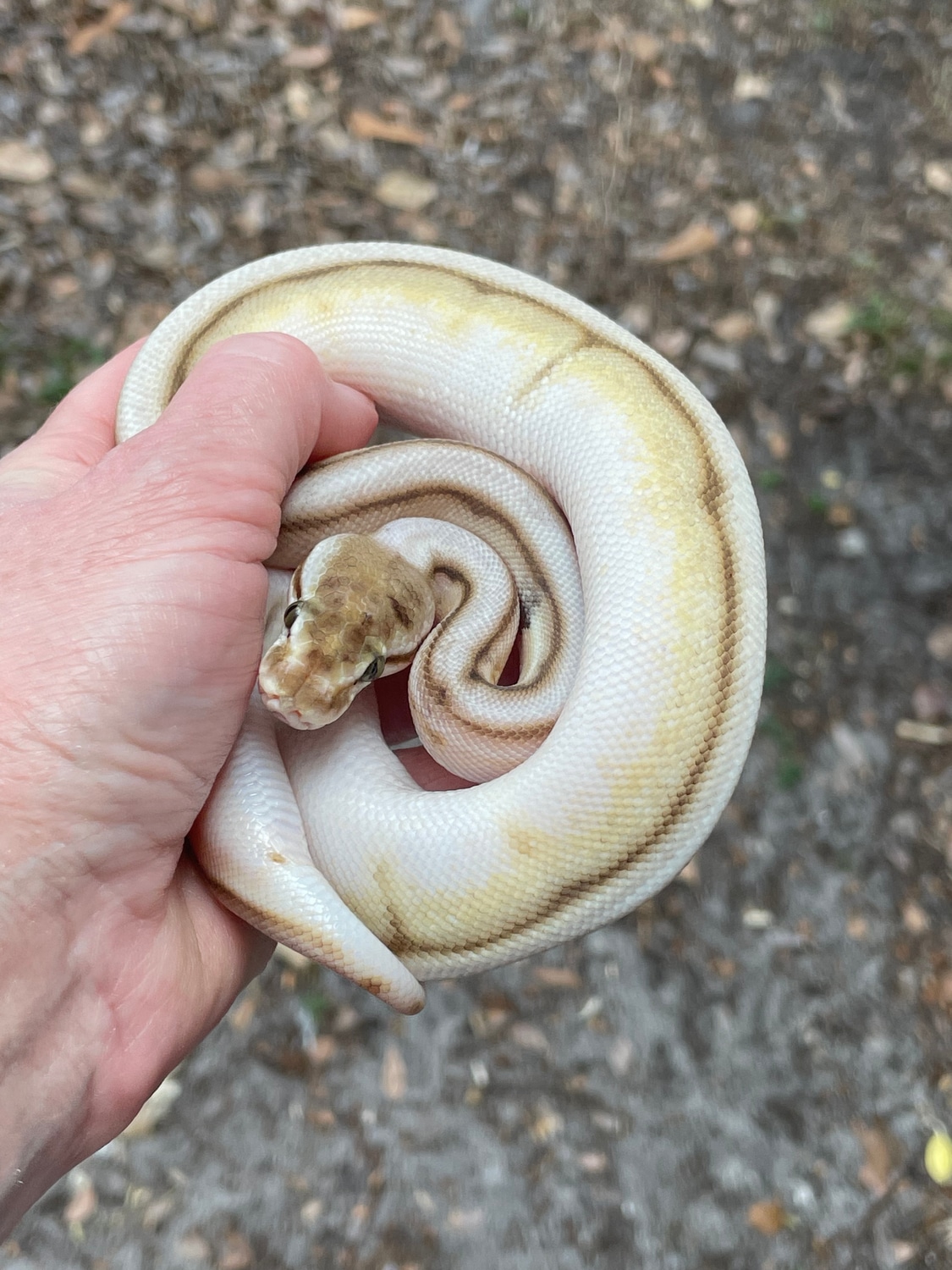 Butter Spider G-Stripe Ball Python by Matzen's Morphs - MorphMarket