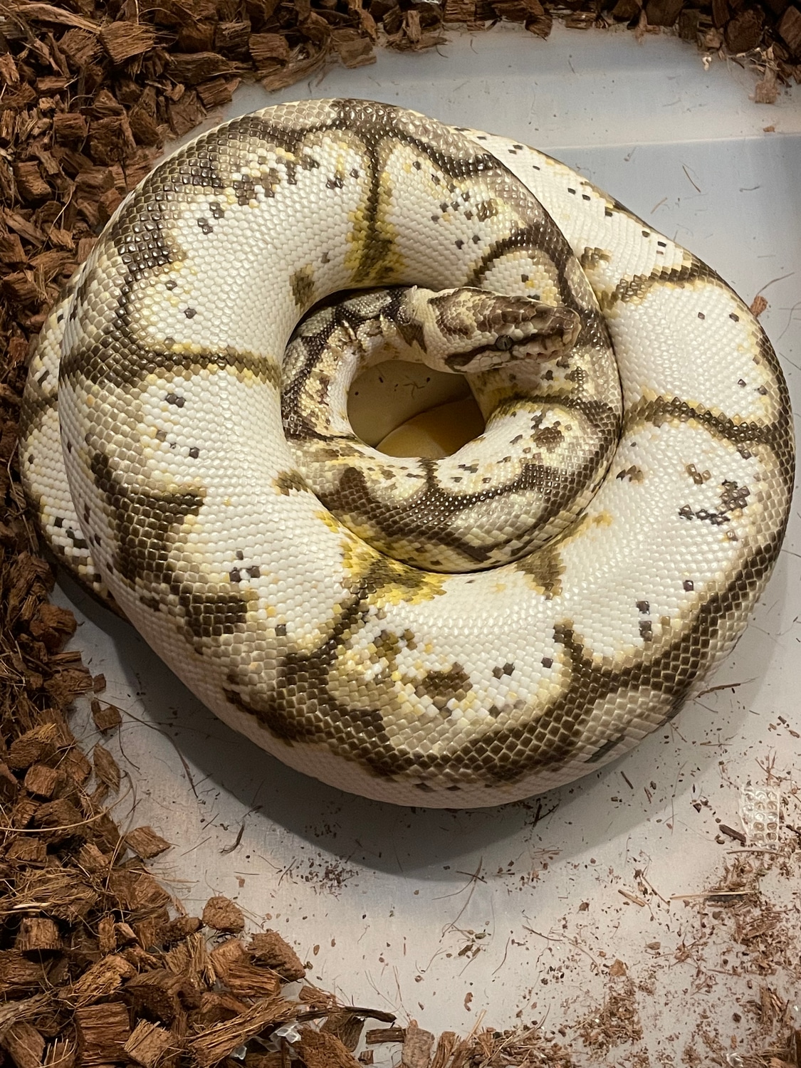 Proven Calibee Ball Python by Matzen's Morphs - MorphMarket