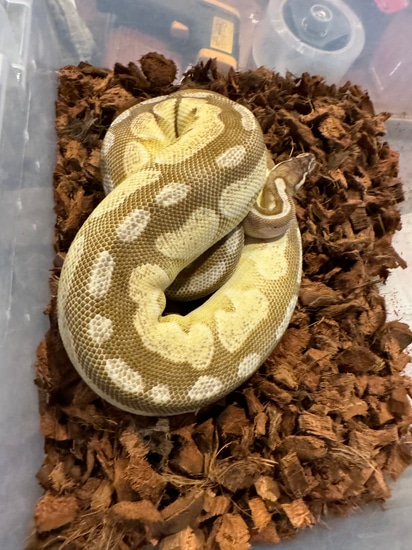 Cinny Sugar Ball Python Female Cinny Lesser Pastel Enchi Ball Python by Matzen's Morphs