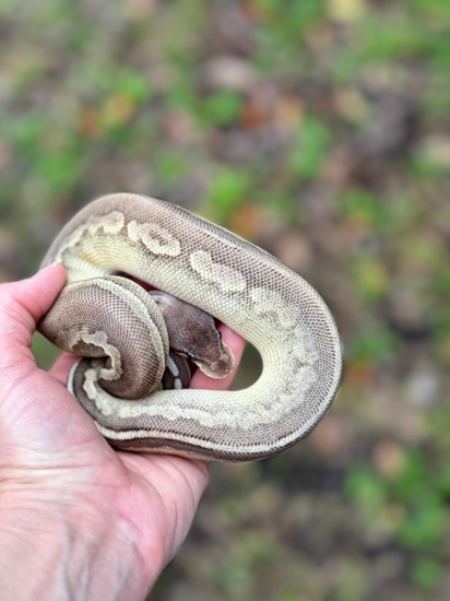 Cinnamon Lesser Pastel Ball Python by Matzen's Morphs
