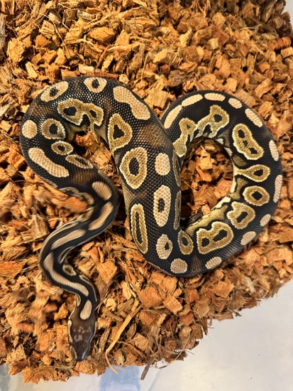 2022 Female Cinnamon Ball Python by Matzen's Morphs